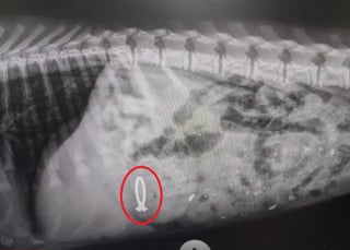 Los veterinarios dieron medicamento al perro para inducirle el vómito. (INTERNET)