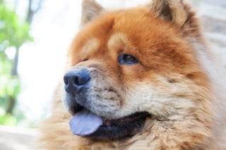 El perro Chow Chow es probablemente una de las razas originarias de China más populares en el mundo. (ARCHIVO) 