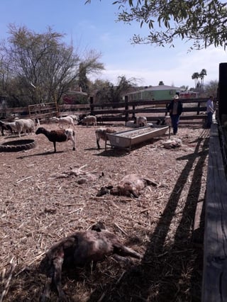 Los daños económicos que sufrió el comisariado por la pérdida de las 50 cabezas de ganado ovino ascienden a 70 mil pesos. (EL SIGLO COAHUILA)