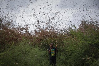 Un pequeño grupo de langostas del desierto ha penetrado en el Congo, la primera vez desde 1944 que los voraces insectos aparecen en el país centroafricano. (ARCHIVO) 