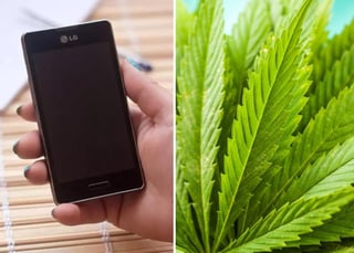 La llamada llevó a descubrir cultivos ilegales de marihuana de la madre. (INTERNET)