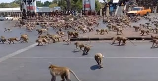 La proliferación de macacos se ha convertido en un atractivo turístico de la ciudad de Lopburi (INTERNET) 