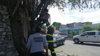 Joven intoxicado escala árbol al salir de la Colón en Torreón, en sus alucinaciones aseguró que varias personas lo seguían. (EL SIGLO DE TORREÓN)