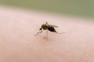 Seguramente más de una vez has escuchado a alguien decir que no sufre de picaduras de mosquito, o por el contrario, que no logra dormir por la constante presencia de estos.  ARCHIVO