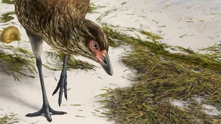 Le llaman cariñosamente “el pollo maravilla” y es el fósil más antiguo de un pájaro moderno que puede ayudar a aclarar por qué las aves sobrevivieron al evento de extinción masiva de finales del Cretácico. (ESPECIAL) 