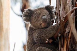 Luego de la pérdida de fauna y flora tras los incendios forestales que afectaron Australia, las autoridades ambientales iniciaron una campaña en la zona sur del país para restaurar el hábitat y apoyar a las especies. (ARCHIVO)