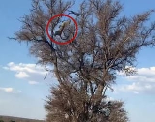 Leopardo realiza una maroma hacia atrás desde lo alto de un árbol para atrapar a su presa