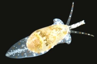 Dos nuevas especies de moluscos microscópicos fueron descubiertas en el golfo de California. (ARCHIVO) 