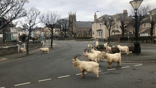 En Gales, mientras todos se encuentran refugiados en sus casas o iglesias, esperando a que la crisis sanitaria de fin, alguien notó la ausencia de los pastores de rebaños, también recluidos, las cabras. (ESPECIAL) 