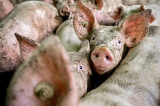 Autoridades de agricultura reportaron hoy que, debido a que la industria porcina fue clasificada como no esencial, como parte de las actividades durante la emergencia por contagios de coronavirus, la industria porcina podría peligrar. (ARCHIVO) 