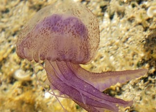 Las medusas son anualmente arrastradas por la corriente, pero nunca se habían visto tantas. (INTERNET)