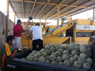 El precio del melón oscila entre 6.50 y 7 pesos el kilo, dejando buena utilidad para los productores. (PRIMITIVO GONZÁLEZ)