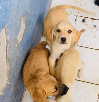 A través de las redes sociales del Centro de Control Canino se llama a la población a apoyar con la adopción de un perrito. (ESPECIAL)