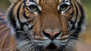 La prueba positiva de COVID-19 para el tigre fue confirmada por el Laboratorio Nacional de Servicios Veterinarios de Estados Unidos (ESPECIAL)  