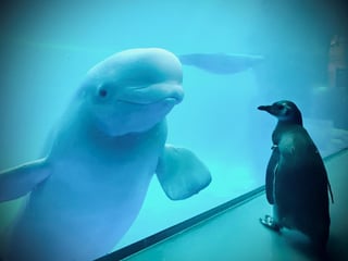 Uno de sus últimos videos muestra el encuentro amistoso entre un pingüino y una beluga desde su tanque.(ESPECIAL)