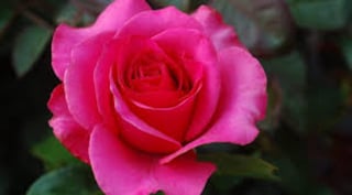 Una rosa antigua española que crece en una zona montañosa en la cordillera Cantábrica -denominada como Rosa Narcea- logra ser 'mejorada genéticamente'. (ESPECIAL) 