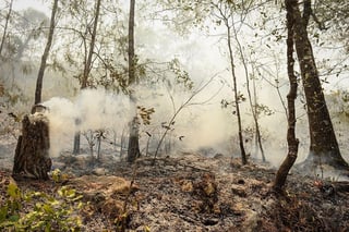 La vegetación afectada es en su mayoría pastos y matorrales; sin embargo, para evitar mayores riesgos, las autoridades reiteran el llamado a no hacer uso del fuego en las zonas forestales. (ARCHIVO)