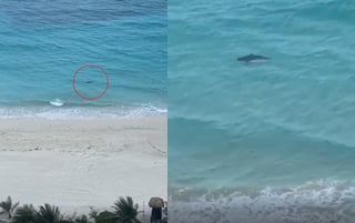 El animal fue visto nadando cerca de la playa, la cual se encontraba libre de visitantes (ESPECIAL) 