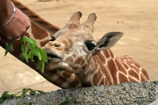 La jirafa macho nació el pasado 10 de abril, tras un periodo de gestación de casi 15 meses y ahora convive con su manada en el albergue del zoológico de Chapultepec. (ARCHIVO)