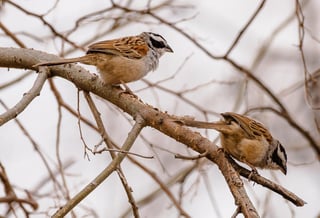 La observación de aves es importante para aprender acerca de nuestro entorno, sobre todo en las grandes ciudades donde la población podría estar más alejada de la naturaleza. (ARCHIVO) 