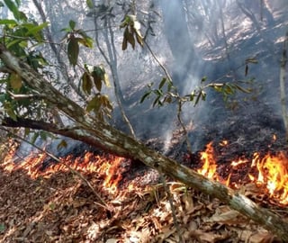 La Coordinación Estatal de Protección Civil de Oaxaca (CEPCO) informó que el gobierno federal declaró emergencia para las zonas afectadas por incendios forestales en cinco municipios de la entidad. (ARCHIVO)
