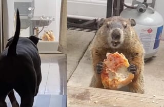 Según detalló la autora del video, la marmota permaneció un buen rato comiendo pizza mientras miraba fijamente al interior de la casa (CAPTURA)  