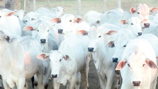 La entidad suma tres meses consecutivos en tercer lugar de exportación de ganado hacia EUA. (EL SIGLO DE TORREÓN) 