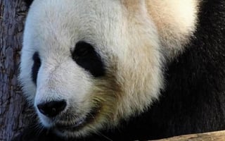 El animal fue visto en la Reserva Natural Nacional de Baishujiang, ubicada en Gansu (ESPECIAL) 