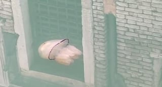 La medusa fue captada en Venecia, por una residente del lugar que se percató de la presencia del animal en las aguas claras de los canales (CAPTURA)  