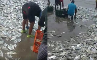 En el video se aprecian incluso camionetas llenas de peces que la gente aprovechó para recoger (CAPTURA)  