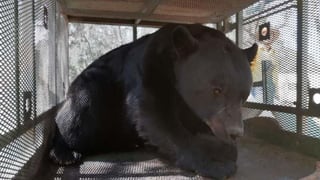 Trascendió que hace días alrededor de cinco osos se encontraban merodeando las viviendas del sector, los cuales habrían atacado alrededor de 20 cabritos y otros animales de granja.
(ESPECIAL)