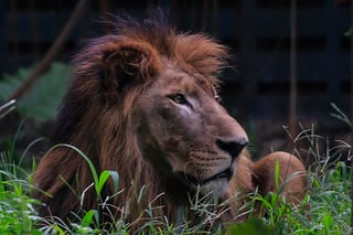 Biólogos han logrado mediante un estudio genético del león de las cavernas reconstruir la compleja historia evolutiva de los leones. (ARCHIVO) 