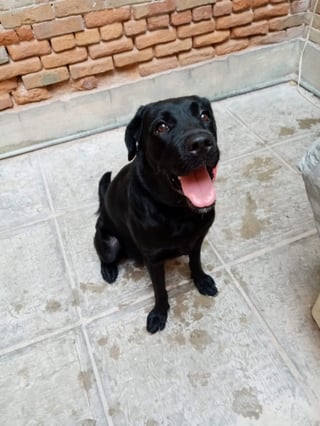 El Albergue Corazón Canino exhorta a los laguneros a adoptar un perro negro debido a que son los más discriminados. (EL SIGLO DE TORREÓN)