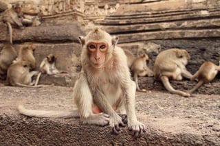 El uso de ultrasonidos dirigidos a regiones específicas del cerebro en macacos puede dar cierto control sobre las decisiones que toman esos animales. (ARCHIVO) 