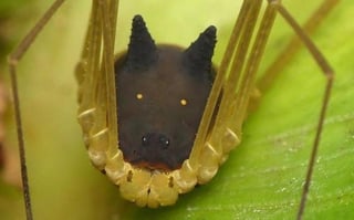 Es similiar a las arañas 'patonas' que se ven normalmente en México. (CAPTURA) 