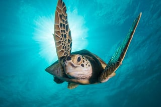 Se acordó celebrar un día mundial dedicado a las tortugas, esto cada 23 de mayo. (ARCHIVO)