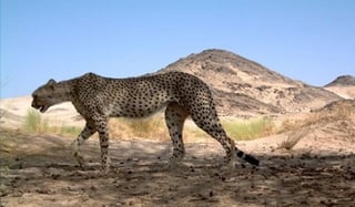 De acuerdo a la Unión Internacional para la Conservación de la Naturaleza, sólo quedan 37 ejemplares del guepardo en Argelia (ESPECIAL) 