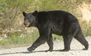 Buscan garantizar la conservación del oso negro en Coahuila; para ello se invita a una conferencia con especialistas.