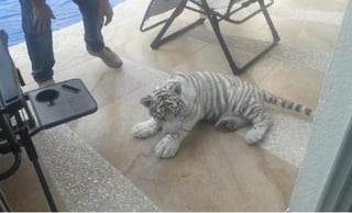 La Coordinación Estatal de Protección Civil atendió reporte de cachorro de tigre visto en vía pública en la zona de Juriquilla, municipio de Querétaro. (ESPECIAL)