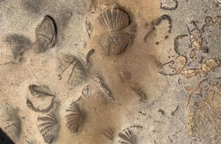 El hallazgo de restos fósiles de animales marinos en el Territorio Indígena Parque Nacional Isiboro Sécure (Tipnis), en el centro de Bolivia, sorprendió a las autoridades nacionales encargadas de las áreas protegidas. (ARCHIVO) 