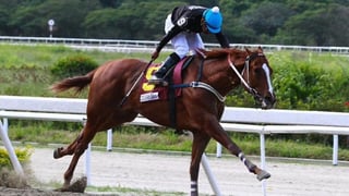 'Ocean Bay', un caballo pura sangre y multicampeón, fue encontrado descuartizado por su entrenador Ramón García Mosquera, en Zulia, Venezuela. (CORTESÍA)