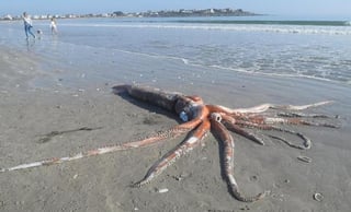 El animal fue encontrado sin vida a la orilla de la playa en Sudáfrica, por lugareños que tomaron videos y fotografías del hallazgo (CAPTURA) 