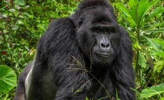 Uno de los sospechosos de la muerte del gorila, argumentó que el animal 'intentó atacarlos' (ESPECIAL)  