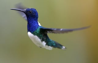 un equipo de científicos ha demostrado que los colibríes ven incluso los colores que no se ven, los que están fuera del espectro electromagnético. (ARCHIVO) 