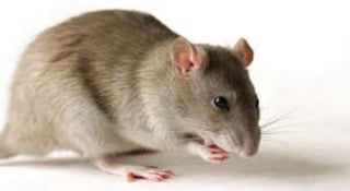 Un equipo internacional de científicos ha estudiado en experimentos con ratones cómo se registra un olor en el centro de procesamiento de olores del cerebro. (ESPECIAL) 