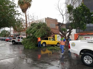 Algunos árboles derrumbados cayeron sobre vehículos estacionados. Las autoridades no reportaron ninguna persona lesionada. (EL SIGLO DE TORREÓN)