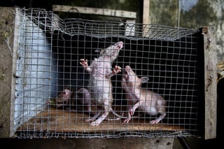 Esta investigación en roedores se remonta a la década de los 60, cuando Bill Lane-Petter creó un informe en el que se revelaba el comportamiento 'perverso' de las ratas madre cuando están malnutridas.  (ARCHIVO) 