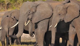Los cuerpos de los animales no presentaban signos de violencia y de momento se descarta la posibilidad de que un veneno sea el causante de la muerte de los elefantes (ESPECIAL)  