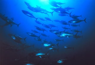 El aumento de la temperatura del agua podría poner en peligro el apareamiento de muchas especies de peces, constata un estudio, que apunta que, en el futuro, hasta el 60 por ciento pueden verse obligadas a abandonar sus zonas tradicionales de desove. (ARCHIVO) 