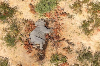 Botsuana está investigando las “muertes misteriosas” de 275 elefantes, cuyos cuerpos fueron hallados en la concurrida zona del delta de Okavango. (ARCHIVO) 